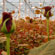 KGP greenhouse for rose production - turn key