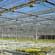 Production of flowers in the greenhouse with lamps.